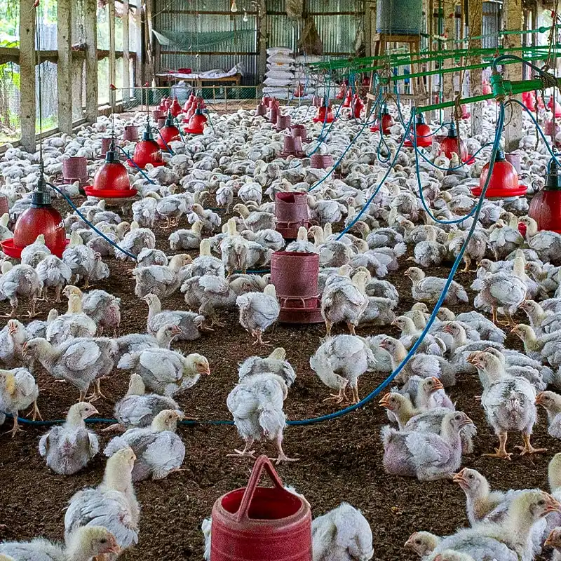 Poultry Production